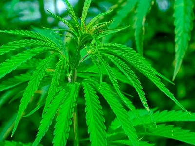 Legalización de cannabis, el dilema por incremento o disminución del consumo