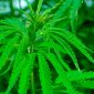 Legalización de cannabis, el dilema por incremento o disminución del consumo