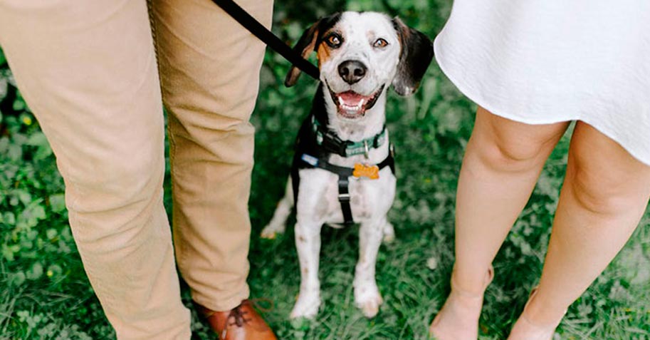 ¿Quién se queda con el perro? Difícil decisión tras un divorcio